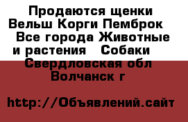 Продаются щенки Вельш Корги Пемброк  - Все города Животные и растения » Собаки   . Свердловская обл.,Волчанск г.